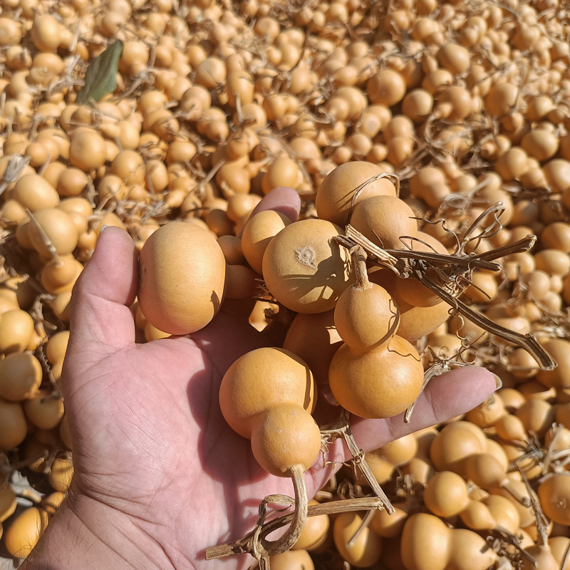 野生转运手把件新品带龙头手捻文玩草里金4-7厘米精品天然小葫芦