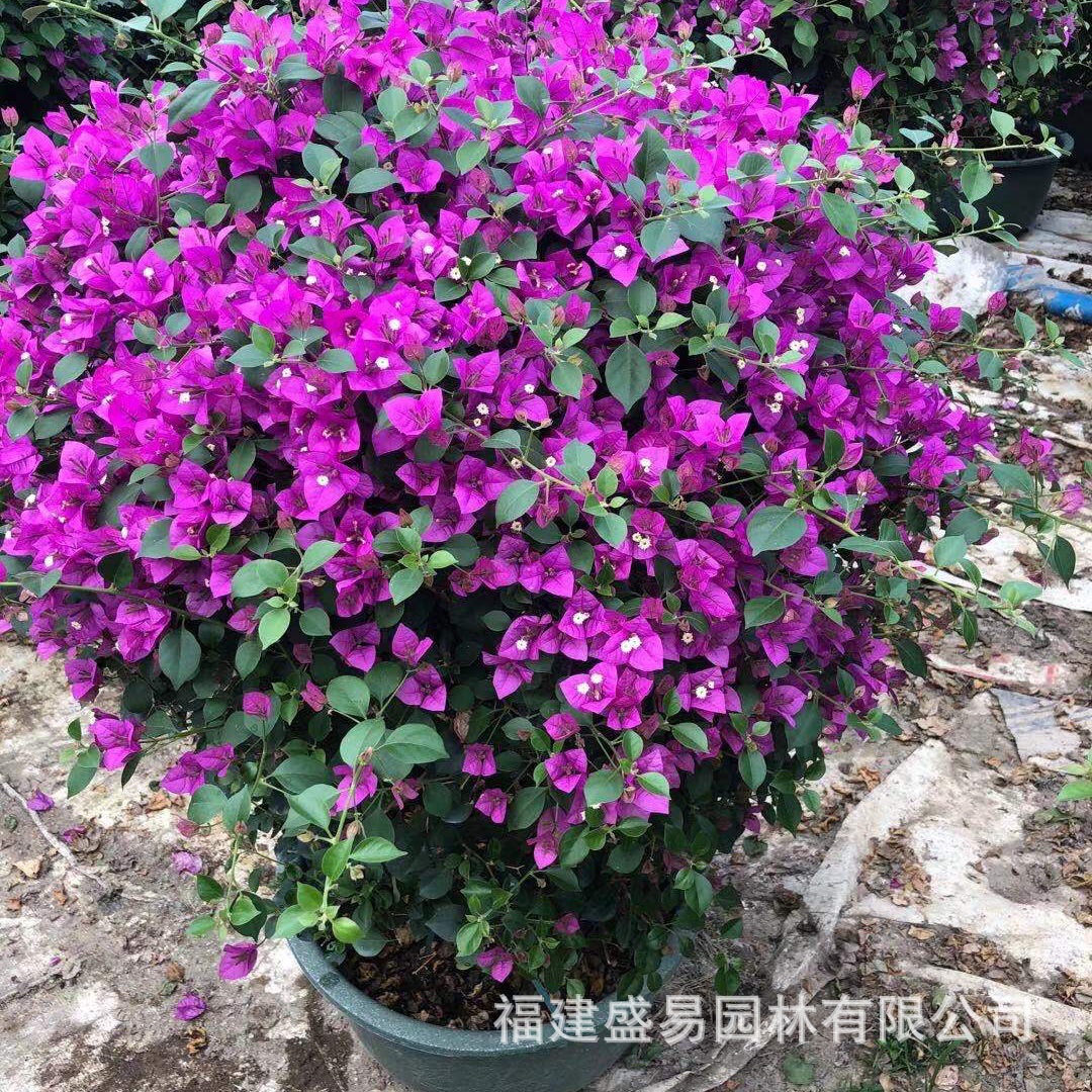 福建批发紫花三角梅球 紫色球形三角梅 三角梅笼子货 五雀三角梅