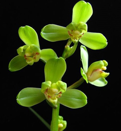 蕙兰老种解佩梅连体兰花苗 国兰九节兰 兰草 植物花卉兰花小非常