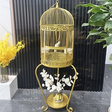 珍珠鸟灰色白色驼色活体网红宠物观赏鸟好养耐活幼鸟学说话包会