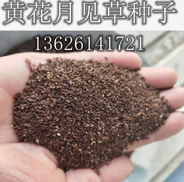 批发月见草种子黄花月见草粉红月见草红花月见草