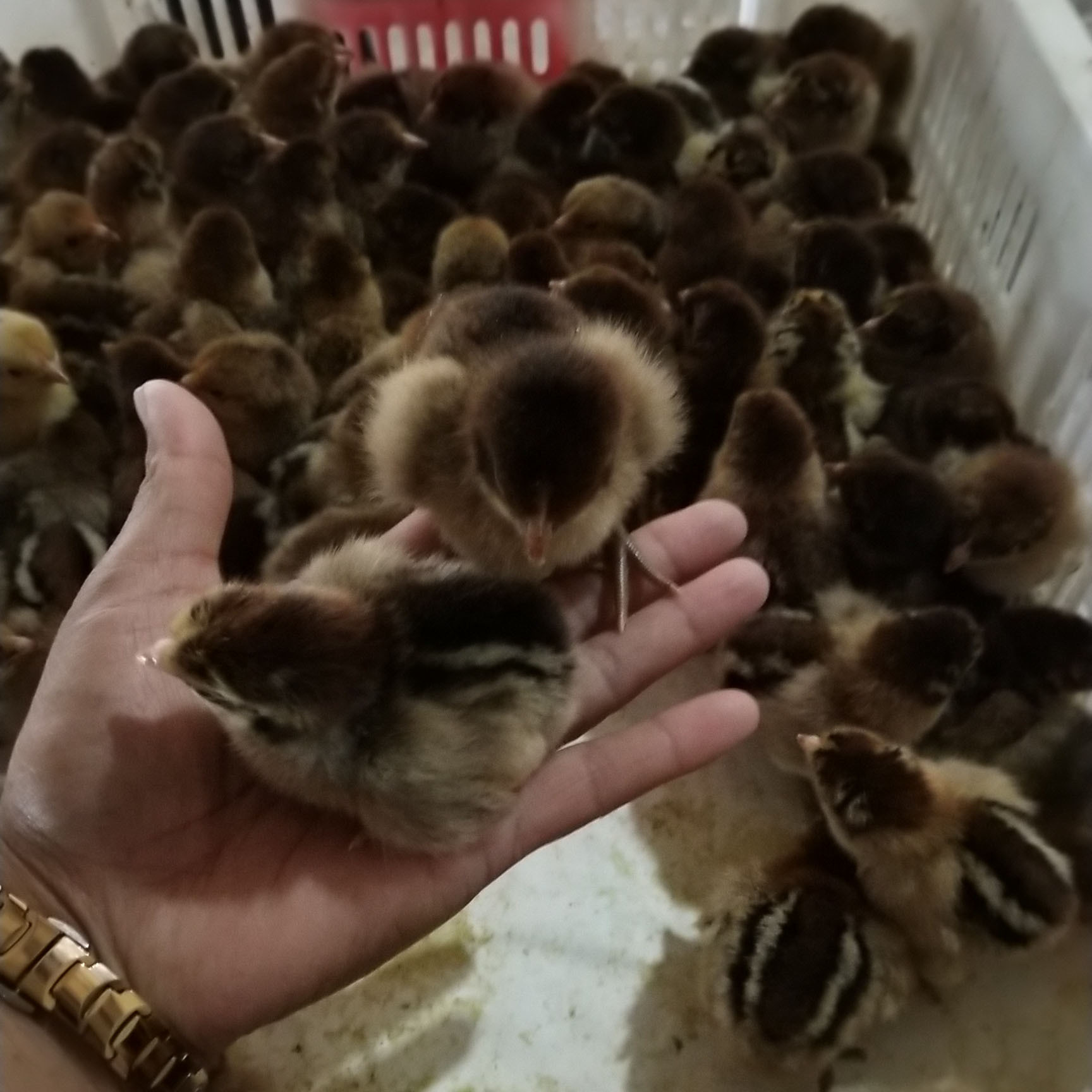 养殖出售 青脚麻公鸡鸡苗 青脚麻鸡苗 青脚麻鸡肉鸡苗