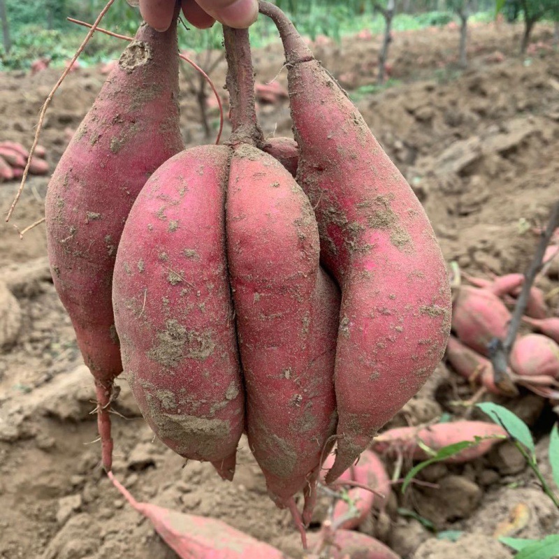 【现挖现发】沙地蜜薯番薯地瓜5/10斤甜糯粉新鲜山芋非板栗番薯