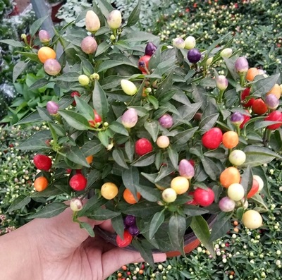 观赏椒 彩椒 五彩椒七彩椒  五彩辣椒苗盆栽带果发货庭院阳台