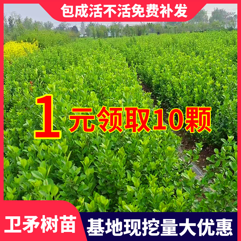 卫矛苗卫矛球冬青四季常绿耐寒绿化工程苗木别墅庭院绿篱篱笆植物
