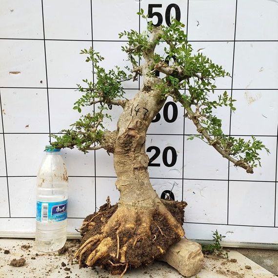 对接白蜡盆景微型小桩老桩绿植盆栽掌上盆景室内阳台客厅