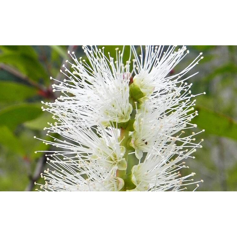 阿甘树绿花白千层精油 niaouli单方精油melaleuca quinquenervia