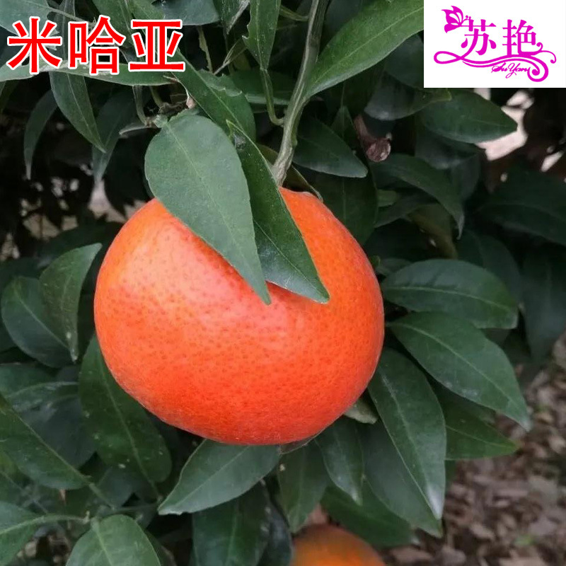 新品种嫁接桔子苗米哈亚柑橘树苗南方盆栽地栽红桔苗橘子苗柑桔苗