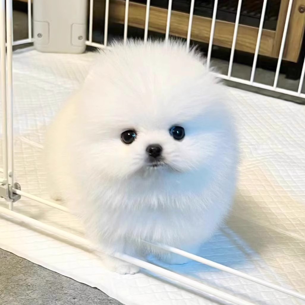 博美茶杯犬宠物