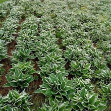 出售法兰西玉簪 室内盆栽种植净化空气园林景区造景多年生草本