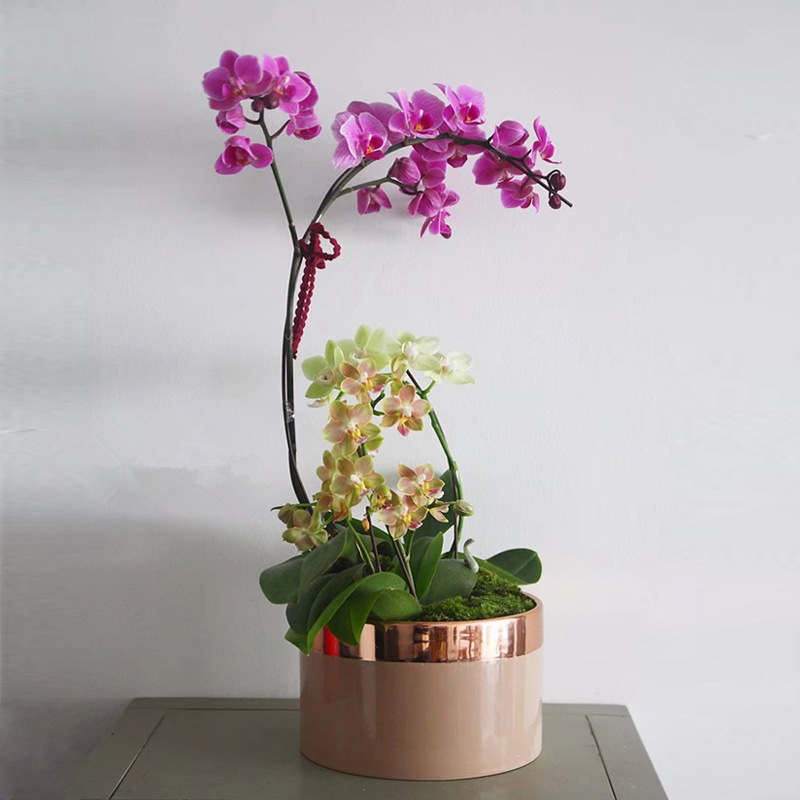 大口径组合花盆 陶瓷镀金边浅盆 蝴蝶兰长寿花组盆节日造型盆批发