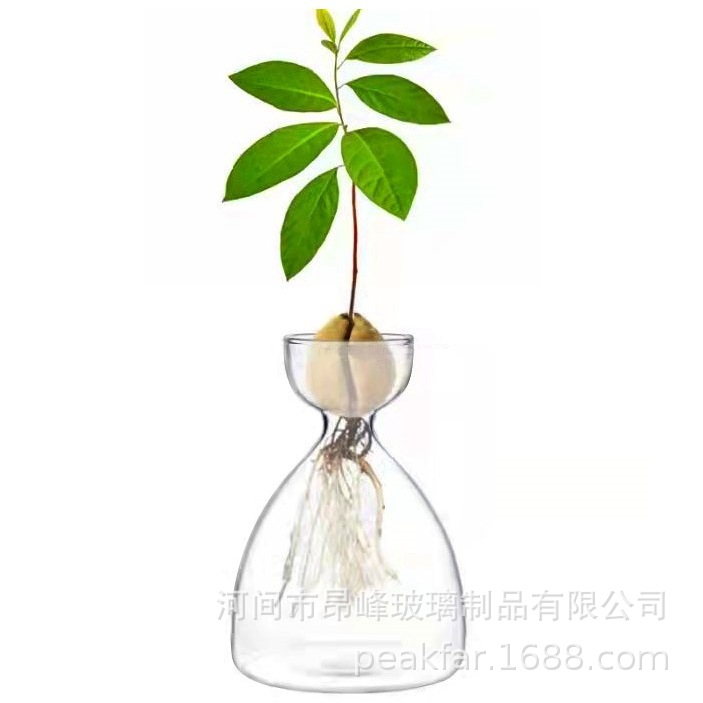 高硼硅玻璃牛油果花瓶水培种子花瓶客厅摆件小花瓶摆件装饰花瓶
