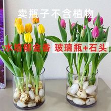 郁金香水培容器玻璃花盆郁金养鲜花绿萝白掌花瓶家用圆形鱼缸器皿