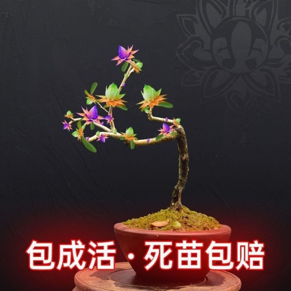 天然檀香苗平安聚财纳福金莲花苗盆栽花卉南北方种植耐寒驱蚊驱虫