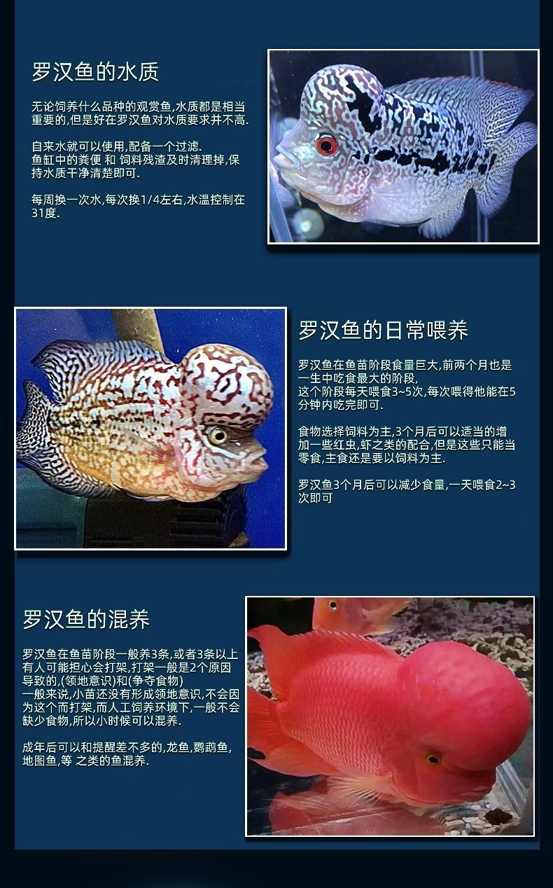 罗汉鱼鱼苗活体起头大苗红马亚成热带观赏鱼小型淡水鱼好养活招财