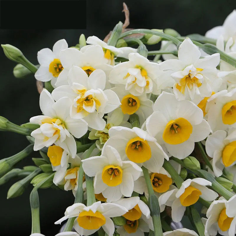 漳州水仙花鲜切花重瓣水仙复瓣水仙花大种球花卉水培冬天开花花束