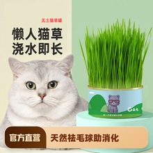 猫草小麦种子籽无土盒盆栽即食去化毛球片懒人猫薄荷常温猫咪1罐