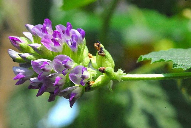 旭帆护肤 bakuchiol 补骨脂酚 补骨脂提取物 破故纸 98% 液体