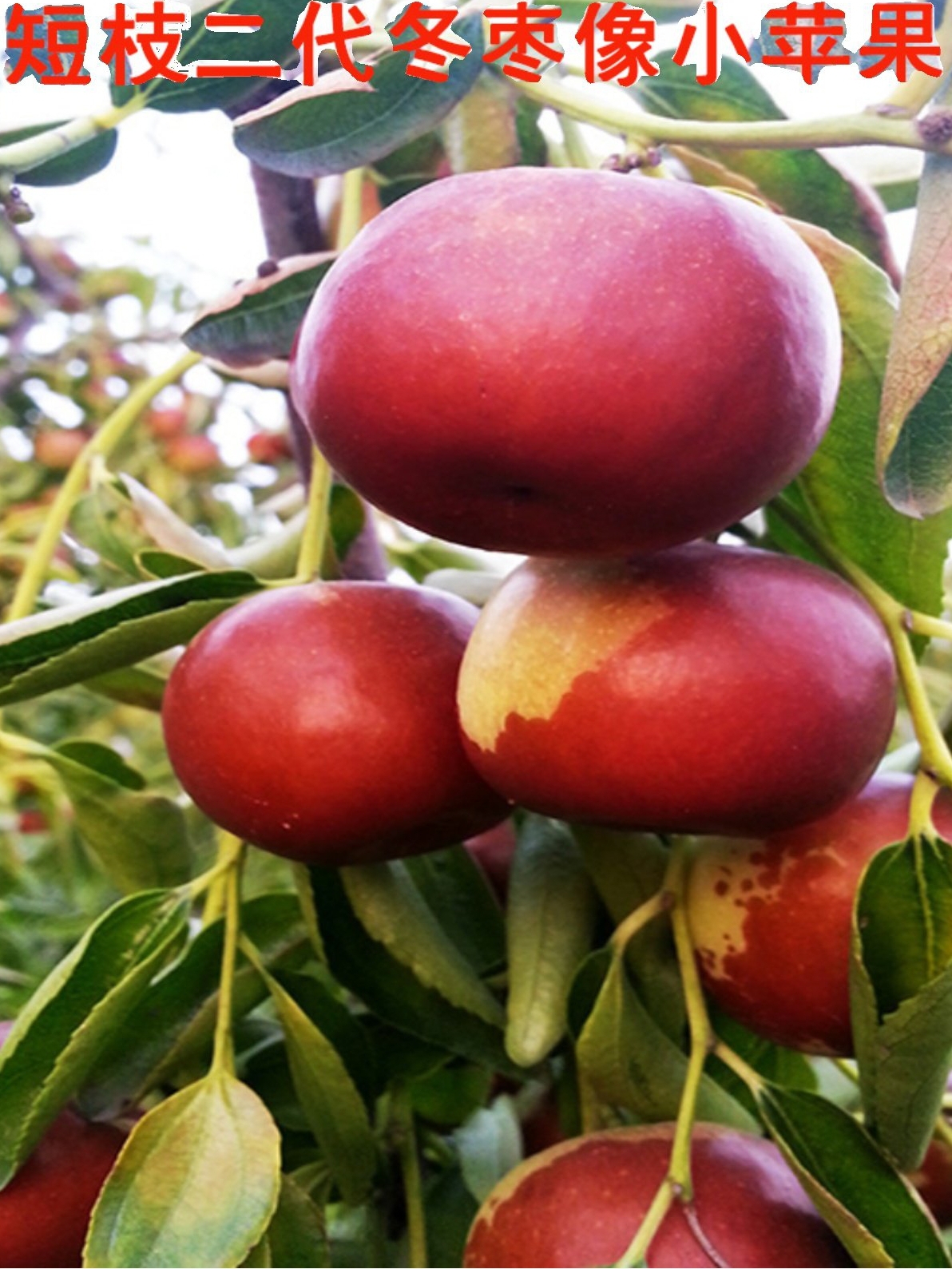 短枝二代沾化冬枣新鲜大枣5斤孕妇水果正宗山东脆甜枣子特大送礼