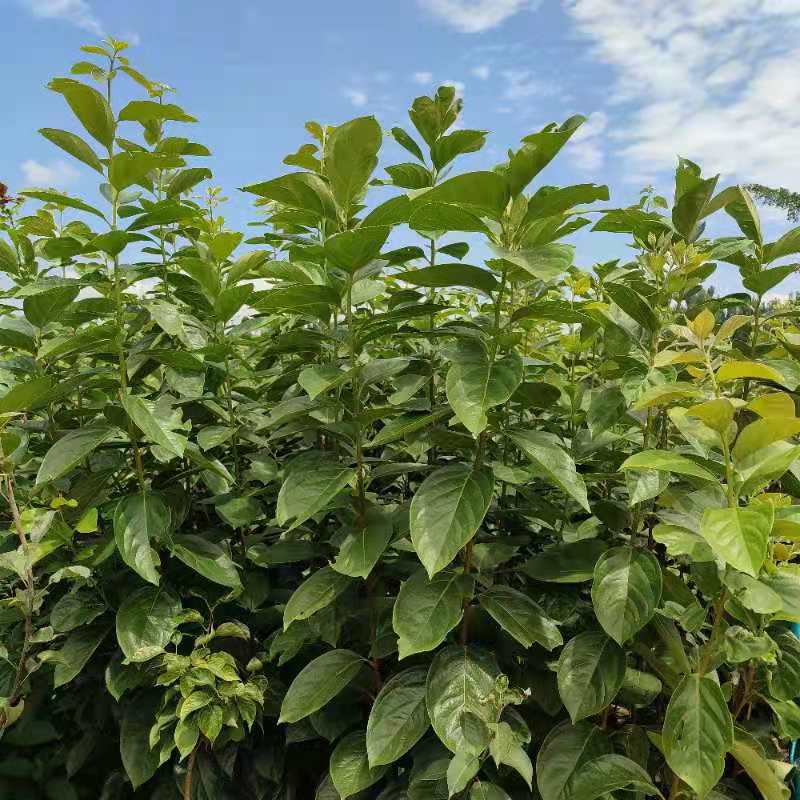 基地现挖现卖楸树苗 米径3公分规格 量大价从优 求购现挖楸树苗