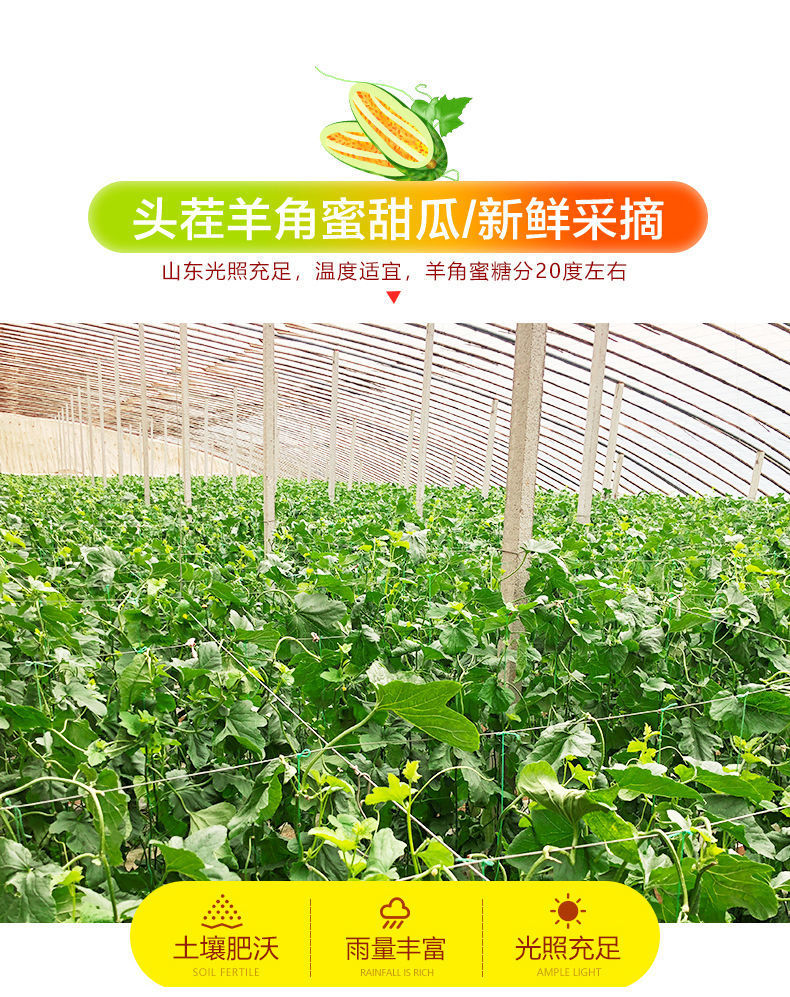 现摘羊角蜜瓜羊角脆甜瓜羊角蜜脆瓜香瓜甜羊角瓜批发