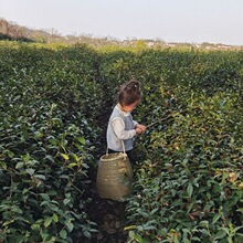 篓茶篮竹编制品采茶叶篮子鱼篓茶箩青竹特色小背篓装采茶厂家批发