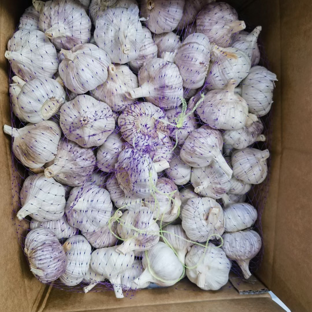 保鲜大蒜出口加工大蒜出口东南亚10公斤网袋包装5.0红蒜-阿里巴巴