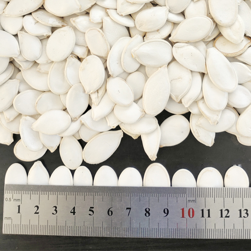 出口精选雪白生南瓜子带壳扁白瓜子1213mm产地货源