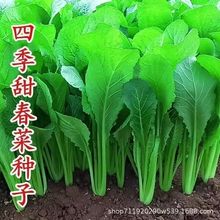 四季春大叶春菜种子 子菜种籽青菜品种潮汕蔬菜种子菜籽芥菜