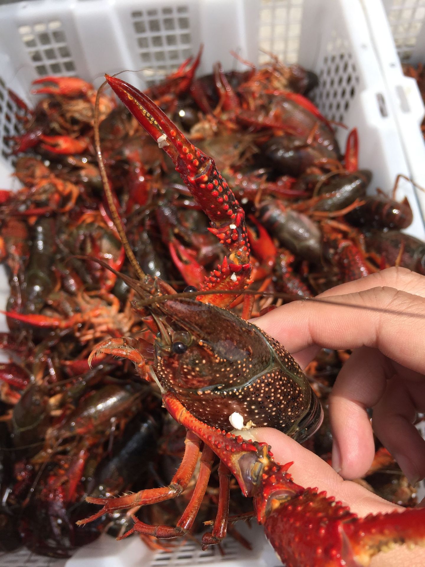 水产批发 湖北鲜活小龙虾 麻辣小龙虾鲜活456钱批发 清水养殖