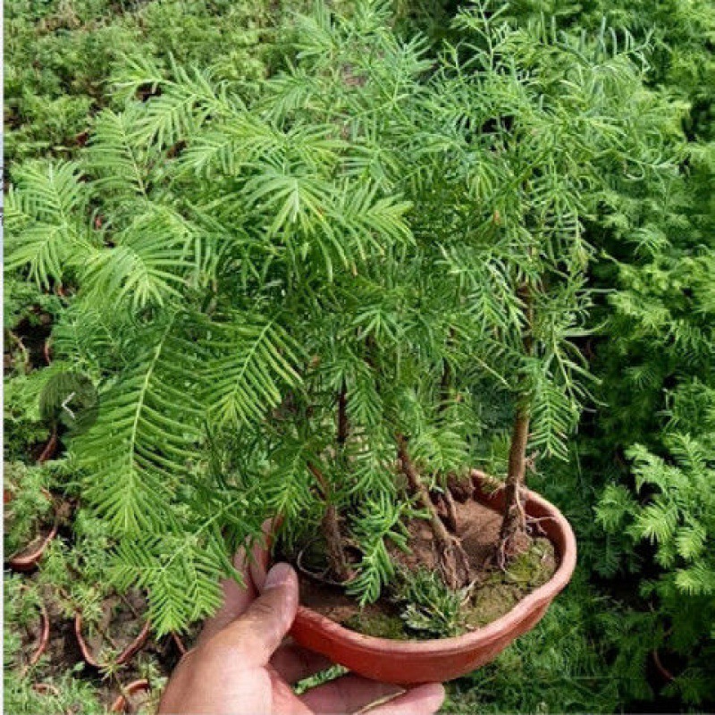 水杉盆景老桩植物室内客厅绿色四季常青净化空气苔藓树桩绿植盆栽