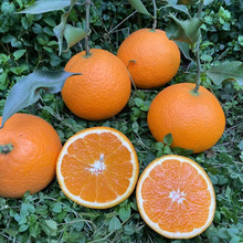 四川青见果冻橙 代发5/8斤新鲜应季水果手剥橙子酸甜柑橘甜橙子
