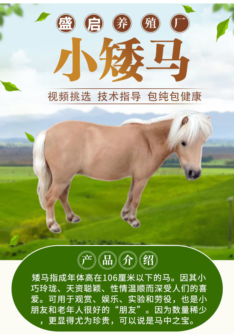 矮马活马活体真马小马驹迷你儿童马景区骑乘马宠物马设特兰矮马