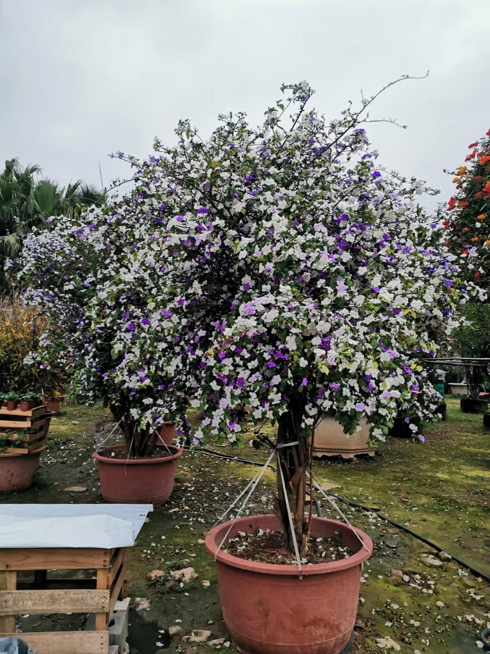 2204供应 老桩 双色茉莉 鸳鸯茉莉花 盆景 别墅 花园 庭院 浓香型