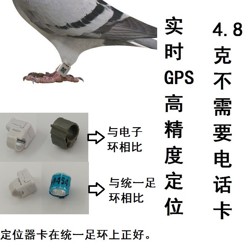 鸽子定位器 信鸽定位器 信赛鸽gps足环 信鸽飞行轨迹 飞羽-阿里巴巴