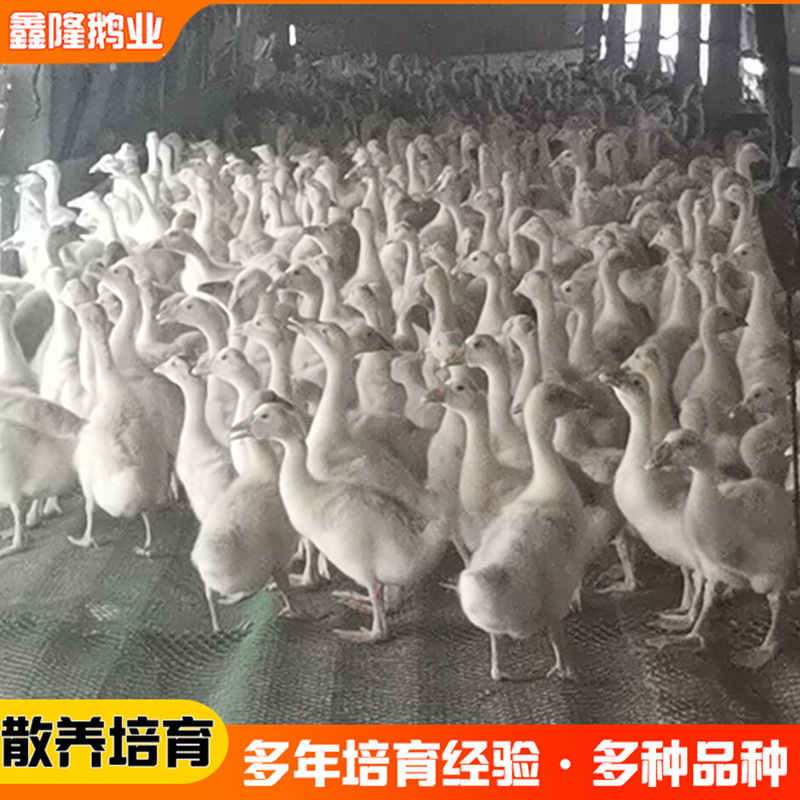 鹅苗养殖 江苏泰州鹅苗价格行情 大品种狮头鹅出售灰