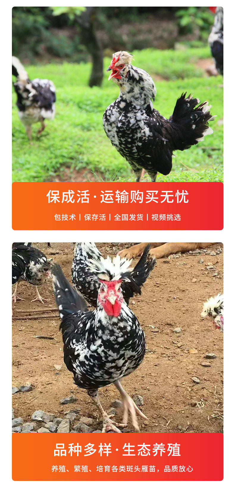 山东养殖场散养供应出壳已做疫苗贵妃鸡-批发贵妃鸡苗-贵妃鸡仔