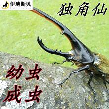 Unicorn Live Insects Spade Shaped Fighting Beetle Body跨境专