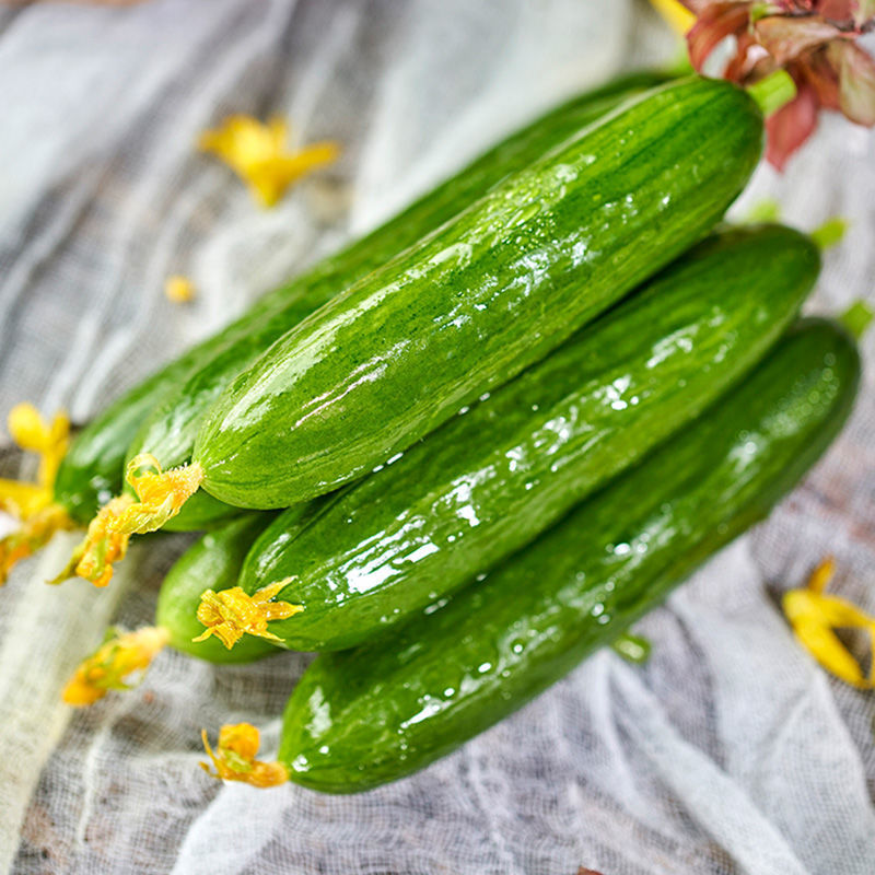 水果黄瓜【超低价】山东生吃小黄瓜现摘先发小青瓜新鲜批发网红