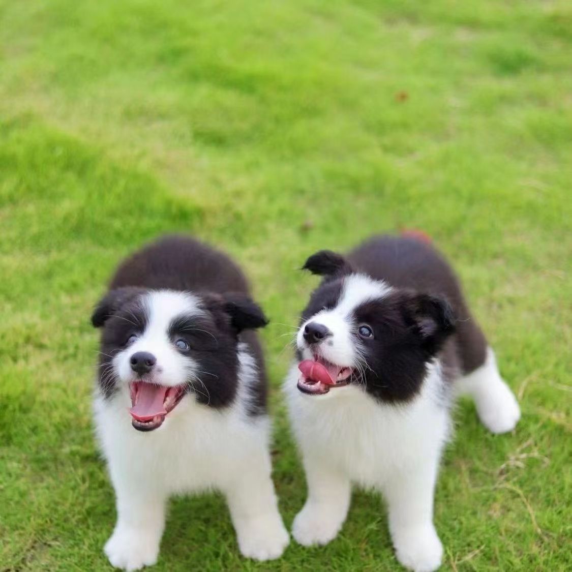 双血统边境牧羊犬幼犬活体纯种边牧工作犬三通高智商边牧护卫犬