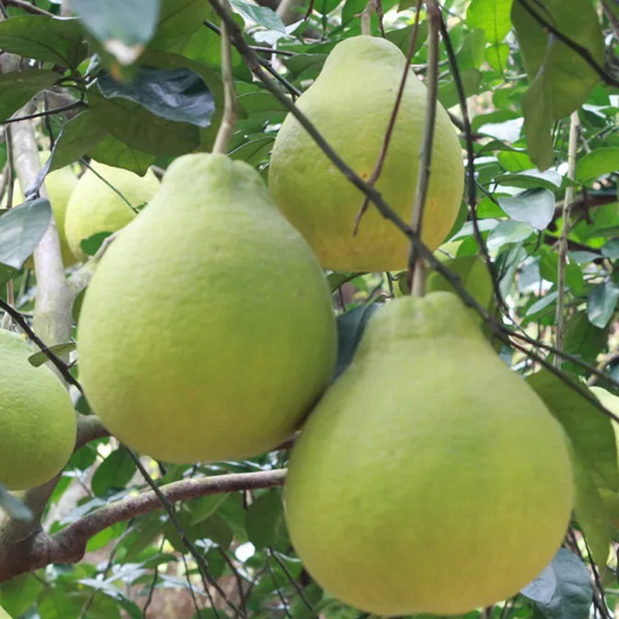 香泡树 沙田柚子树 树形优美 园林景观树 绿植 批发绿化工程