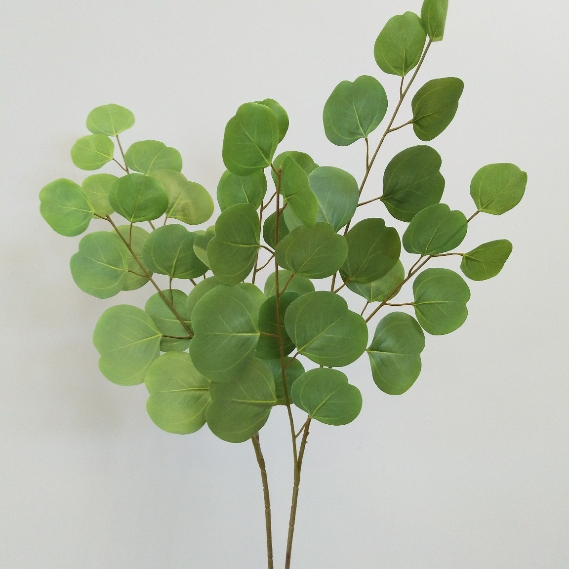 尤加利叶苹果油加利金钱叶北欧家居样板间装饰婚庆摄影叶材植物