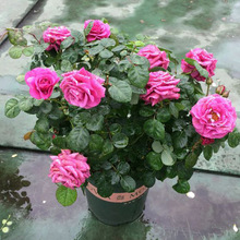 一件代发冥王星月季花苗庭院阳台花卉植物 四季易活玫瑰盆栽新品