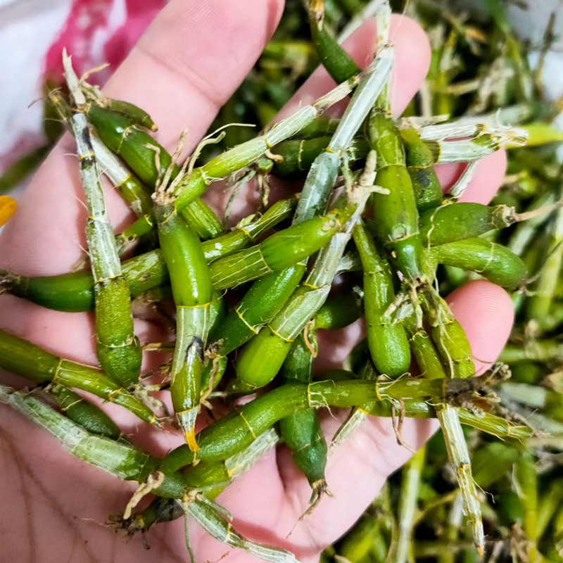 康顺堂霍山米斛新鲜条 仿野生5年霍山石斛远胜铁皮石斛名贵中药材