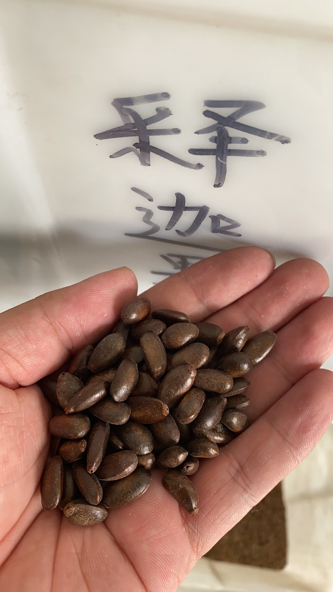 散装出售番荔枝种子果树种子林檎唛螺陀洋波罗番苞萝果释迦果种子