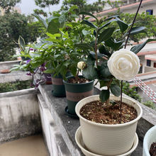 东方亮白色茶花盆栽纯白水晶白好养的茶花苗室内四季庭院别墅花卉