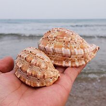 赤旋螺贝壳大海螺壳鱼缸装饰品水族箱造景海边地中海风格摆件包邮