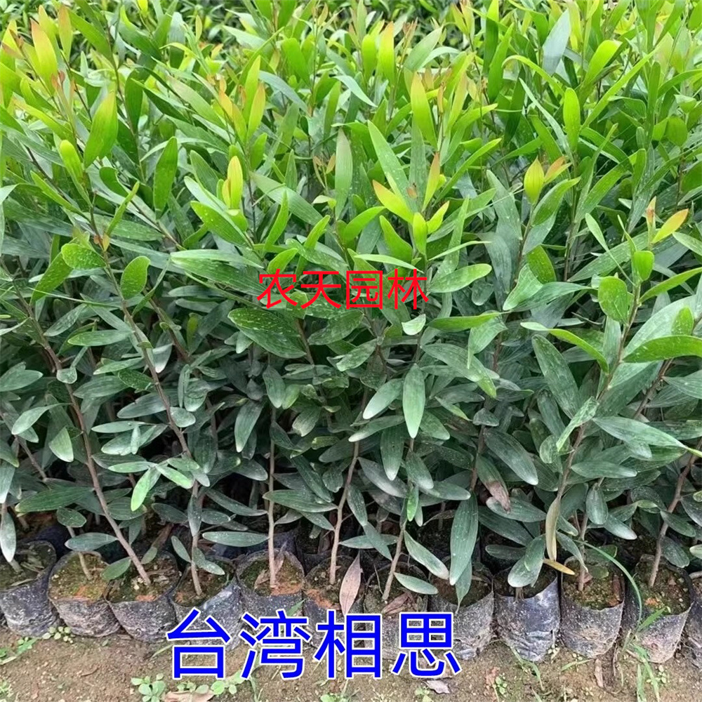 相思树苗大叶相思木苗小叶台湾相思树马占相思风景造林复绿树常绿