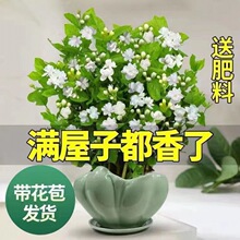 茉莉花 盆栽重瓣浓香型室内绿植花卉盆景驱蚊驱虫四季开花好养