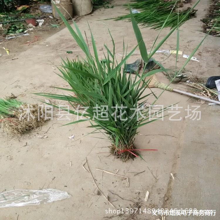 批发芦苇苗水生植物景区绿化,河道 苗5观叶水生芦苇5观水生-阿里巴巴